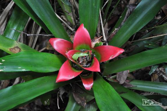Belas bromélias na trilha para a cachoeira do rio Vermelho, na Várzea do Braço, em Santo Amaro da Imperatriz, perto de Florianópolis, em Santa Catarina
